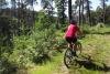 Bikerin Nadelwald