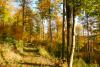 herbstlicher Waldweg im Fließenbachtal