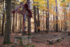 Rotes Kreuz im Herbst