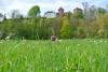 Schachblumenwiese mit der Burg Rieneck im Hintergrund