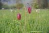 Schachblumen