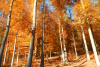 Wanderweg im herbstlichen Wald