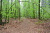 Wanderweg Frühling/Sommer mit gebogenem Baum