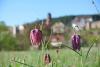 Schachblume mit Stadt im Hintergrund
