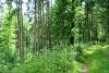 Wanderweg R2 Wald