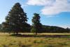 Sinngrundtal Wiese